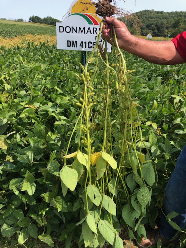 These DONMARIO conventional 41C51 soybeans were loaded with pods in Calhoun co. IL