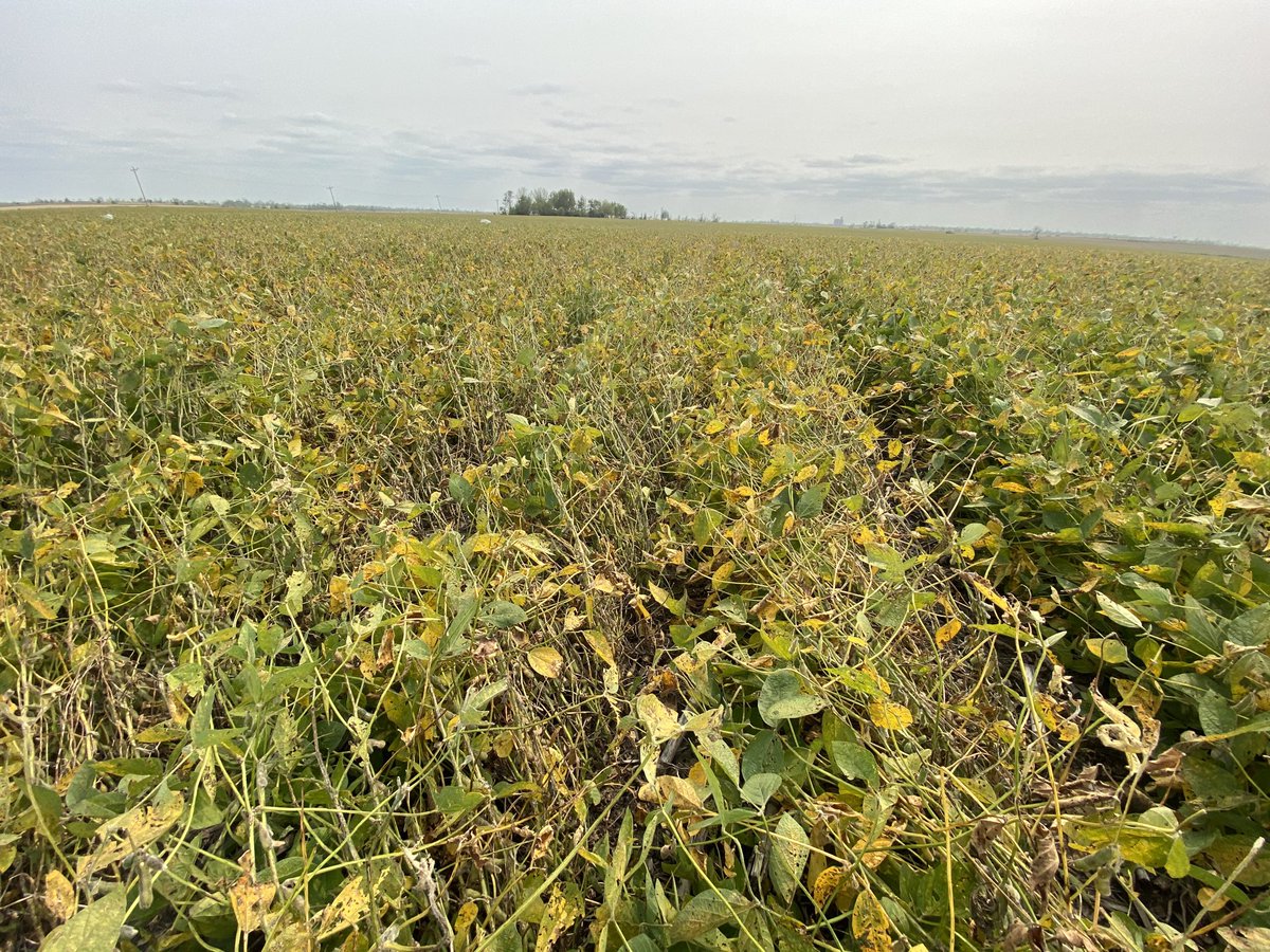 Picture doesn’t do justice to how many bent over beans I walked today from #derecho.  In many fields beans, like corn, may have to be harvested in one direction.