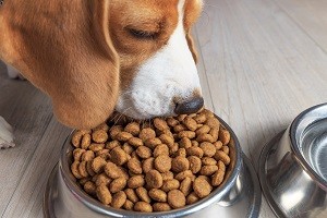 American Chemical Society (@amerchemsociety) on Twitter photo A pilot study in <a href="/JAgFoodChem/">ACS agricultural and food journals</a> has identified the key aroma compounds in dog food that seem to be the most appealing to canines. fal.cn/3amBl A pilot study in <a href="/JAgFoodChem/">ACS agricultural and food journals</a> has identified the key aroma compounds in dog food that seem to be the most appealing to canines. fal.cn/3amBl