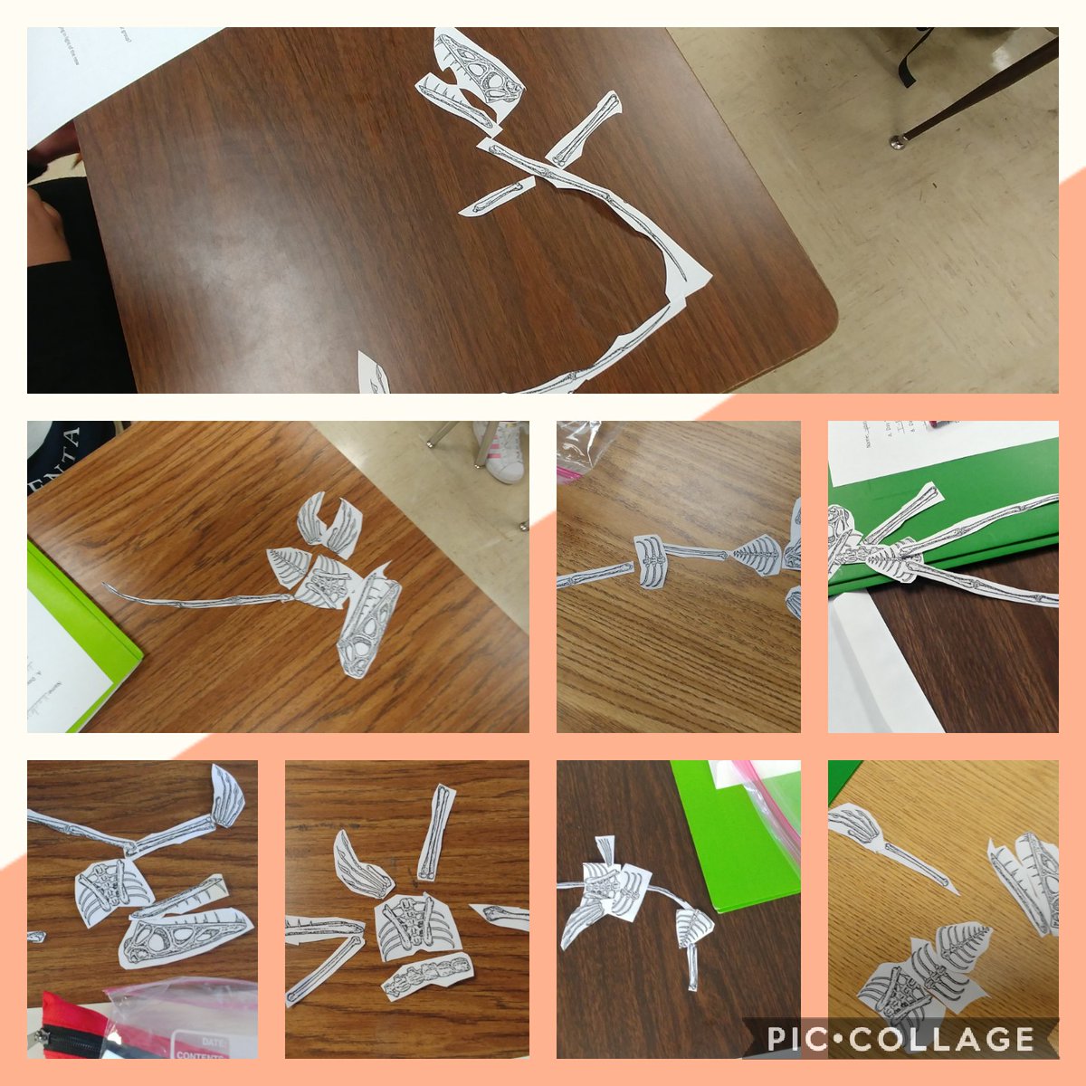5th Grade scientists are on a dig looking for fossils. Is it a fish, seal, mermaid, scorpion, 🐳,? Continuing investigations are needed. #5thgrade #science #Kingsford #polksci