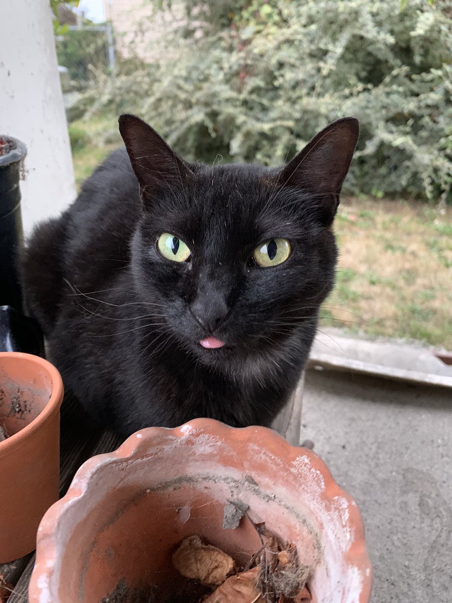 CaptainKerr707's tweet image. Every once in a while I catch my cat luna with her tongue out 🤪😋😛😝😜