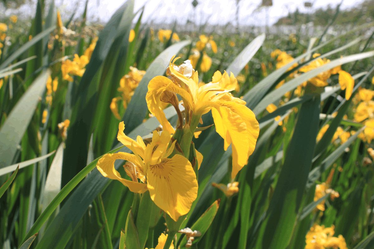 Вподобати. flag iris iris's represent passion, purity, and royalty. th...