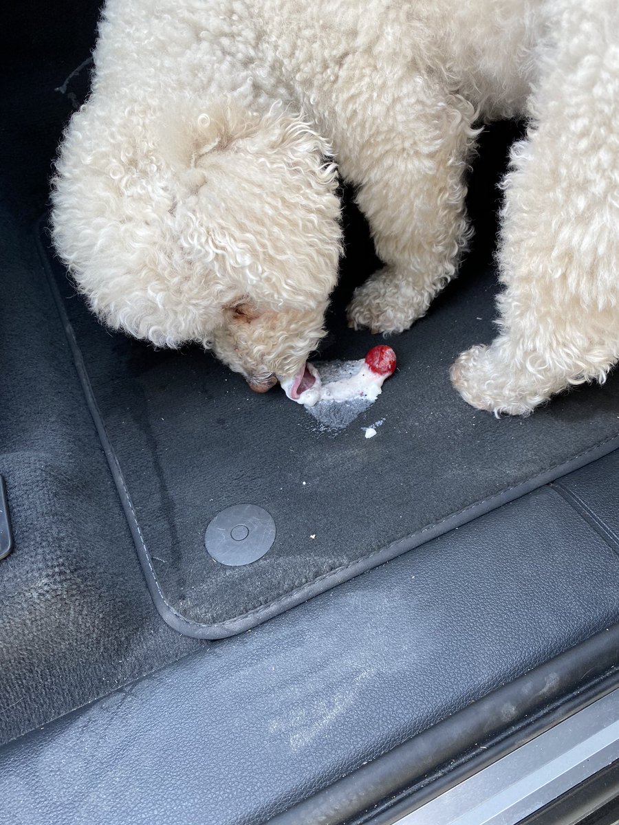 johnow1's tweet image. This is by far the best way to clean a small milkshake spill in a loaner car. Turns out George did not care for candied cherry.