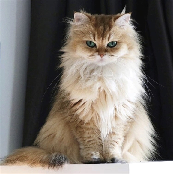 Cats Happiness tweet media