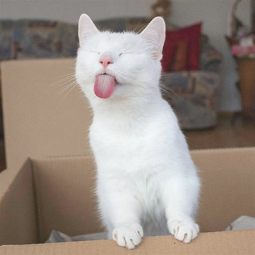 Hey Kitties tweet media