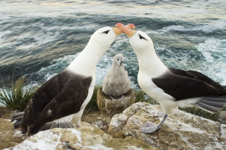 Biologianosofa's tweet photo. 5-  População de albatroz-de-laysan (Phoebastria immutabilis) apresenta 31% de casais formados por fêmeas. https://t.co/Vu2E6pD4yX