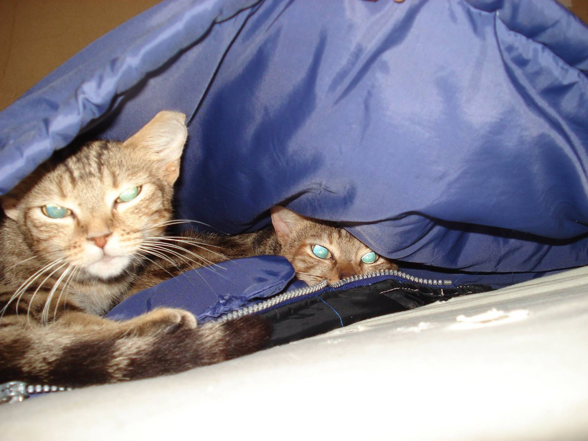 "Coucou papa, tu as vu, tatie et moi on réchauffe ton manteau" - Choupette et Tremblote.