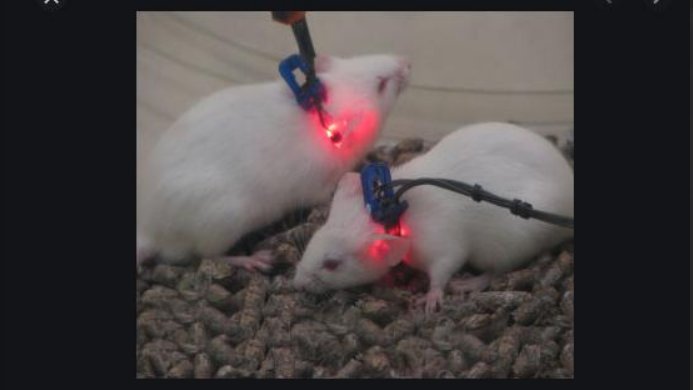 on rats it can apparently just be clipped straight to the scruff, and this particular system has the delightful name of MouseOx Plus