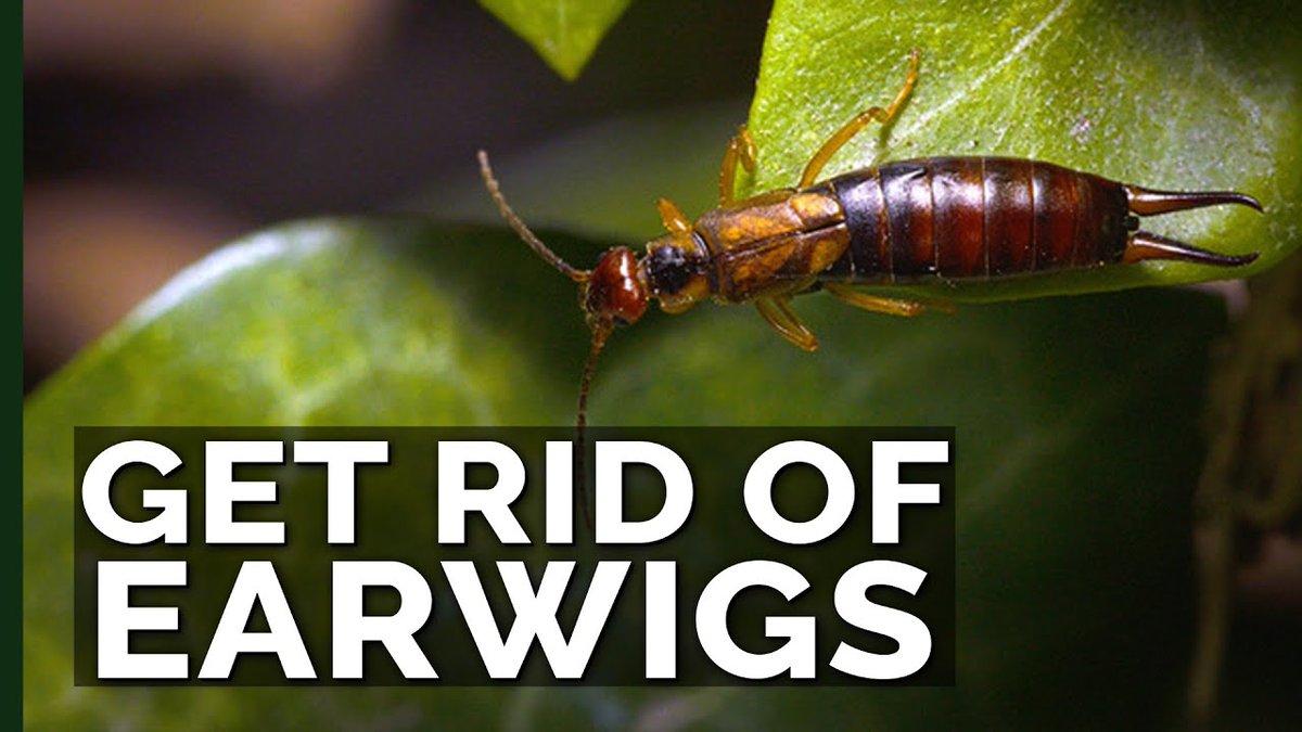 EnviroCare's tweet photo. How can you prevent earwigs from entering your home? The cracks and crevices should be well sealed with a silicone-based caulk, steel wool or a combination of both! Earwigs prefer moist protected areas, they usually congregate in areas with high condensation. 
#greenpestsolution https://t.co/gI2gydW0Z7
