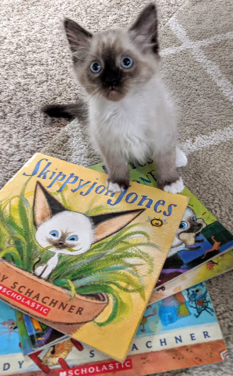 MeowMoeDotCom's tweet photo. #Friend #Asked if we #Named #Skippy after #Skippyjonjones. I had no #Idea who it was, so she #Leant me the #Books! ...
#Cats #Cat #Kittens #Kitten #Kitty #Pets #Pet #Meow #Moe #CuteCats #CuteCat #CuteKittens #CuteKitten #MeowMoe
https://t.co/IkMXfeo90S https://t.co/IlJgy1yISj