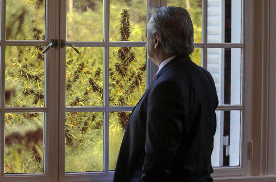 🌿🌈 #AlbertoLegalizala 🌈🌿