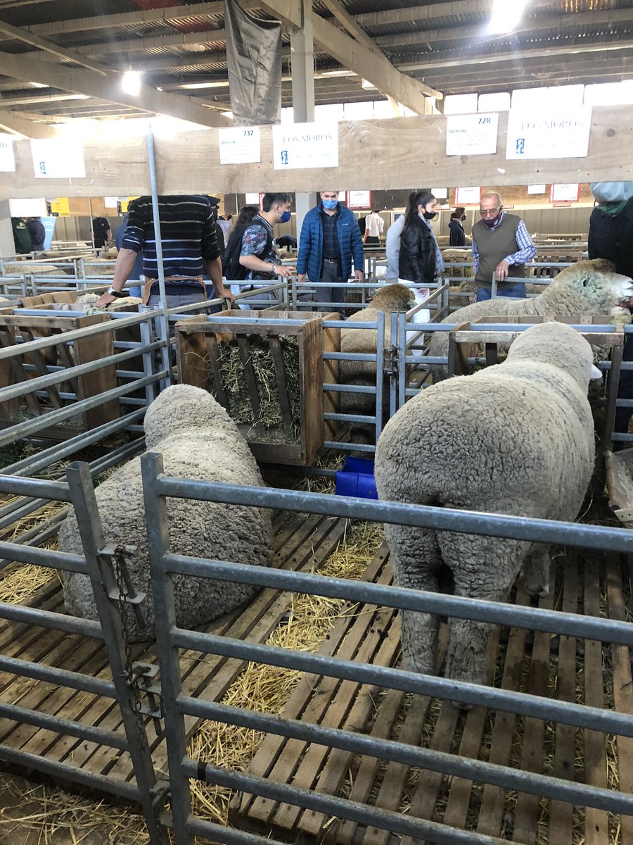 merilinuy's tweet photo. Descansando y aprontando el Jurado de mañana.
Los esperamos a las 14hs en la ExpoPrado.
Remate: Viernes 18 a las 17hs.
#MERILIN
#razanacionaluruguaya https://t.co/jfdttelppL