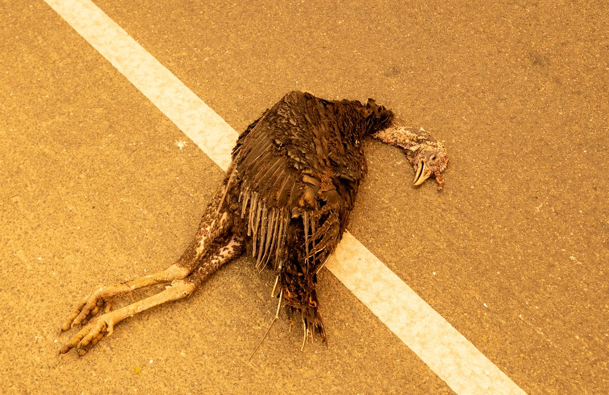 Gizmodo's tweet photo. Dead birds are falling out of the sky across the West https://t.co/ISokLwYNVD https://t.co/bep4SYbTAP