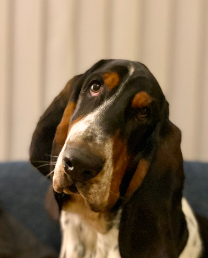 nswaci's tweet photo. New #evidencecheck from #NSWHealthCIU: can domestic animals become infected with #COVID19; and is there evidence of transmission of COVID-19? https://t.co/aVLDid2hSQ https://t.co/SZIBaEpepB