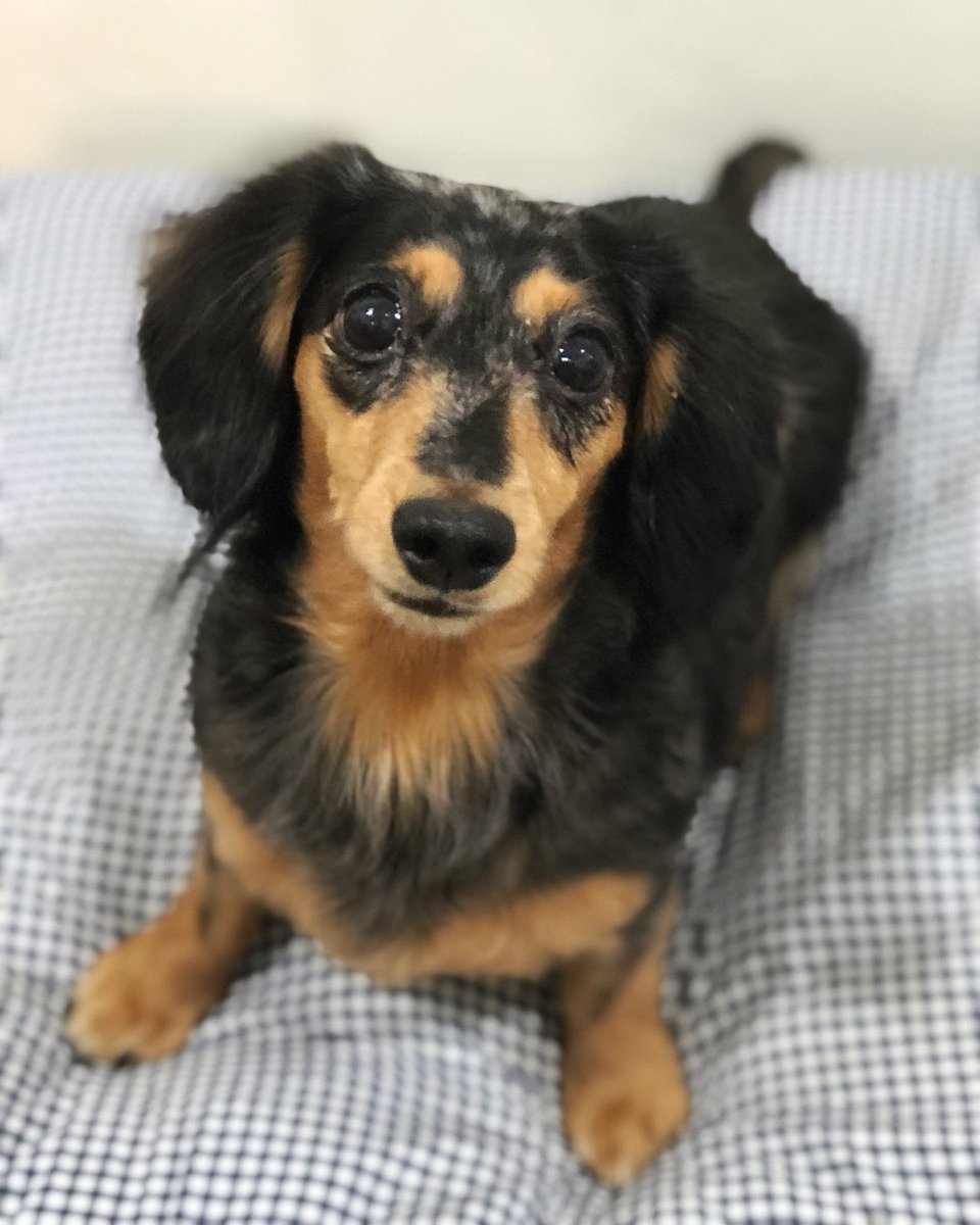 daily roo 🐶 (@byulru) / Twitter