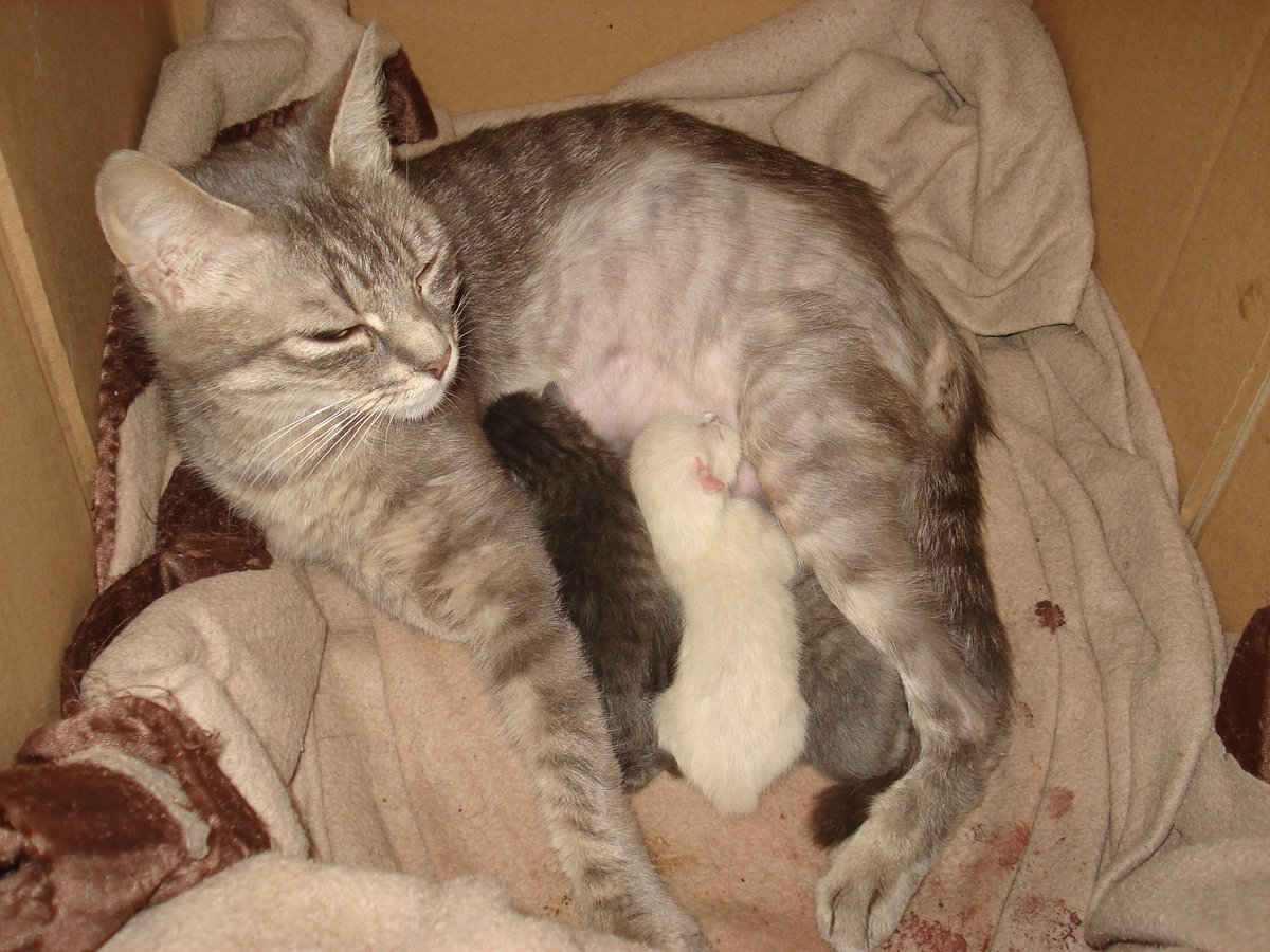 Tremblote a donc eu sa deuxième portée:Piplette, Rouspète, Chipote, Tirbouchon et Sherkhan.Et Fiona a eu sa première portée: Chamallow, Missy, Pixie et Filou.