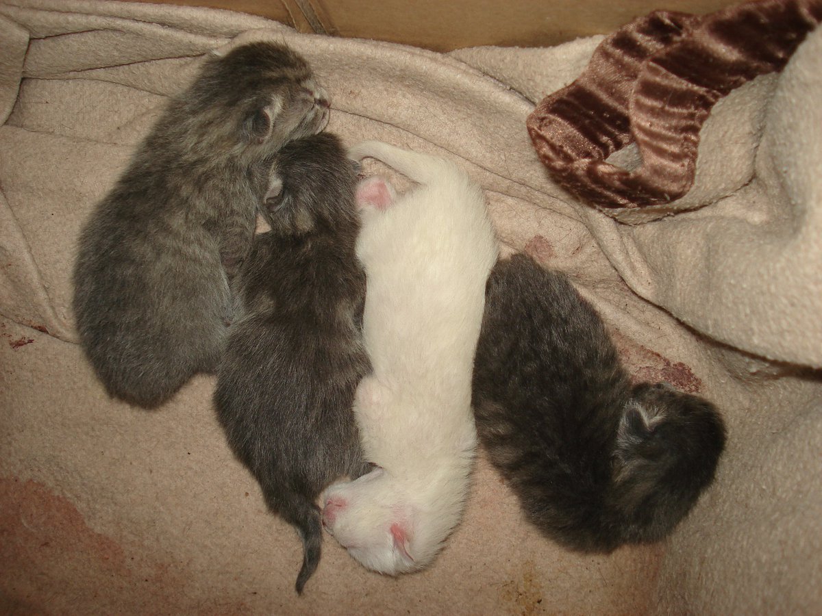 Tremblote a donc eu sa deuxième portée:Piplette, Rouspète, Chipote, Tirbouchon et Sherkhan.Et Fiona a eu sa première portée: Chamallow, Missy, Pixie et Filou.