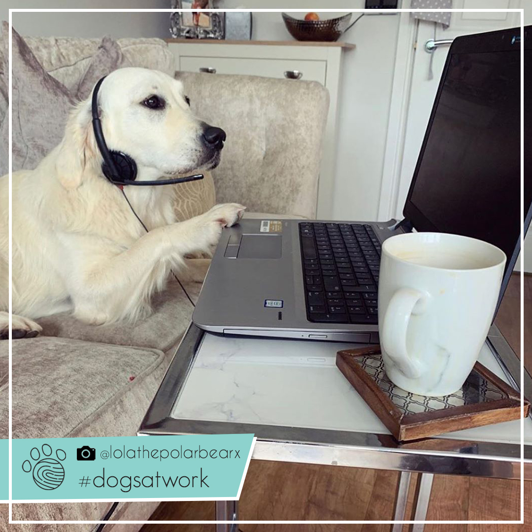 "Me, halfway through my detailed response before realizing I’m on mute."

📸: instagram.com/lolathepolarbe…