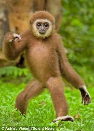 Codgers FC tweet media