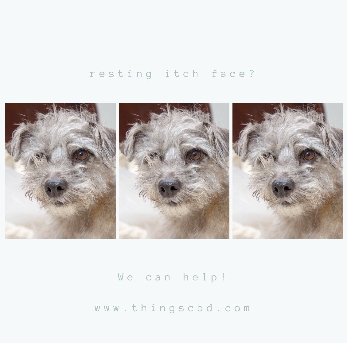 things CBD tweet media