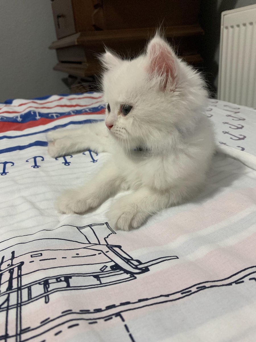 BerkCataI's tweet photo. Kendisi uyumadığı gibi beni de uyutmuyor. Kafamı yastığa ne zaman koysam kulağımı ısırıyo puşt https://t.co/3HS88jlxOG