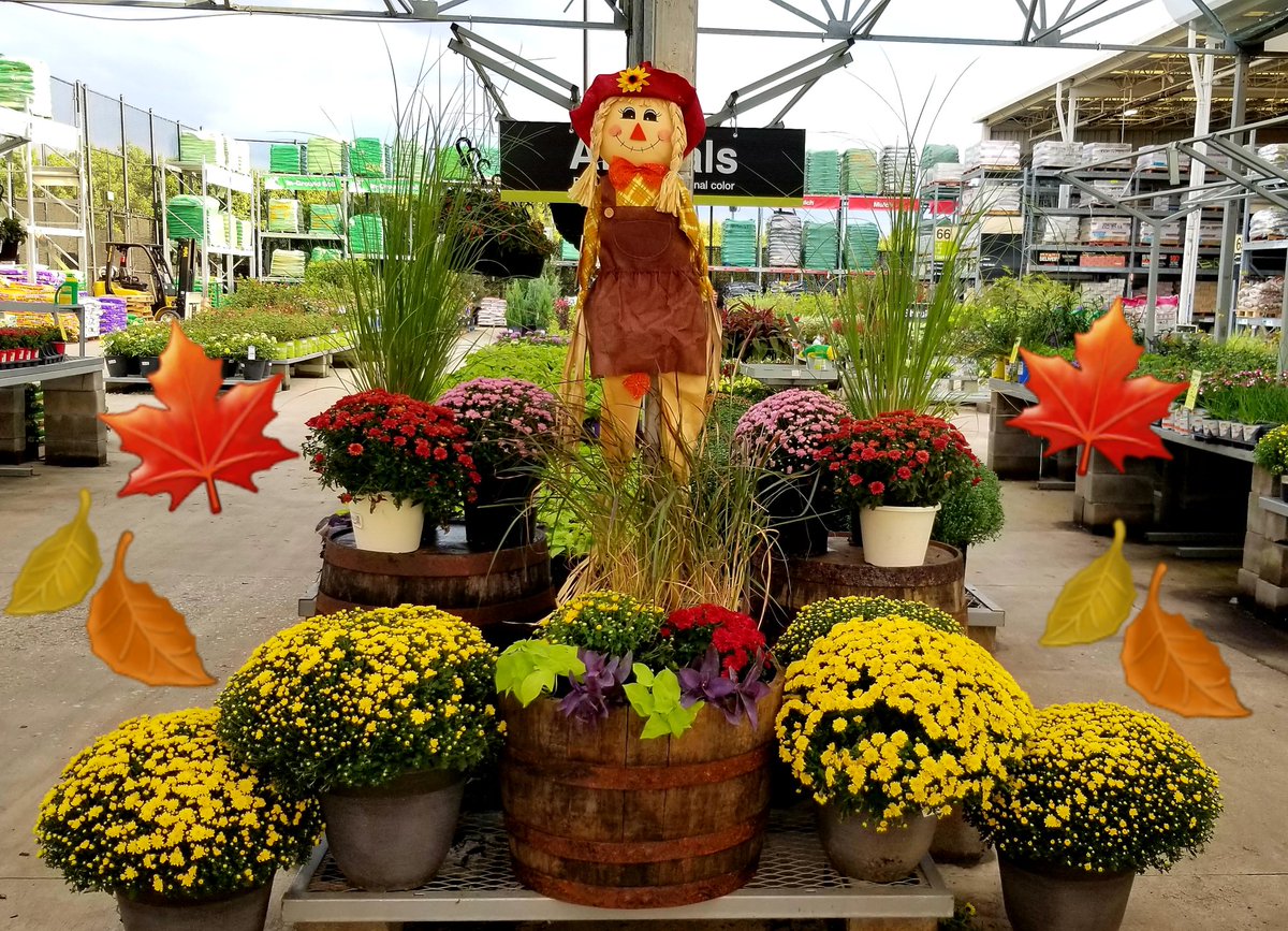 KimKaye479's tweet photo. I'm starting to feel it, arn't you!?
🍁Fall🍁 will be here soon!! 🥰
Excited and ready @THDLewisville
#mums
#september22
#badgerup 💪 https://t.co/aMbp2VX3BH
