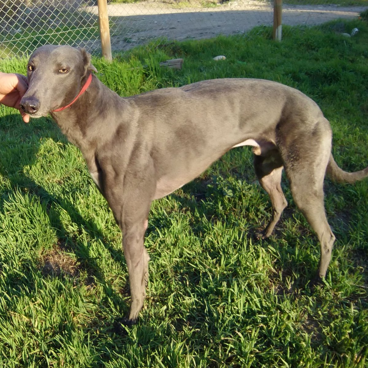 ChristianLaren2's tweet photo. Rolly 🤗, esto es un greyhound, un galgo de pista, pueden observar las diferencias con otros galgos @huasa1 https://t.co/WgT1LwwtHA