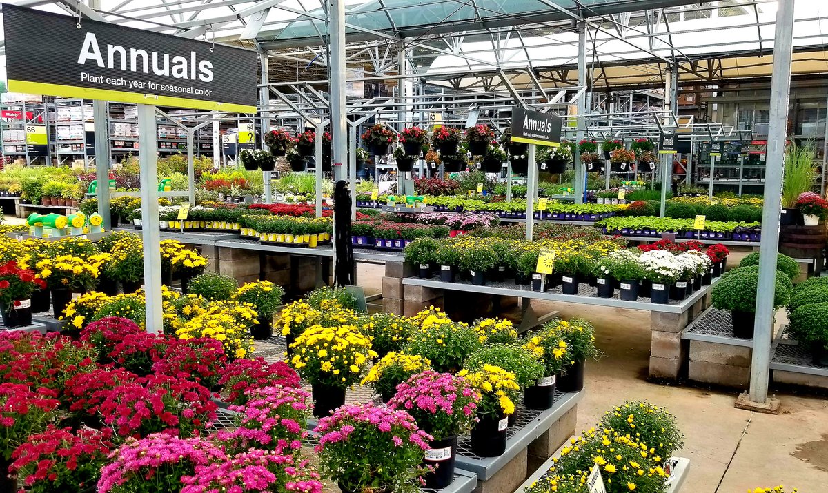 I'm starting to feel it, arn't you!?
🍁Fall🍁 will be here soon!! 🥰
Excited and ready <a href="/THDLewisville/">The Home Depot-0524</a>
#mums
#september22
#badgerup 💪