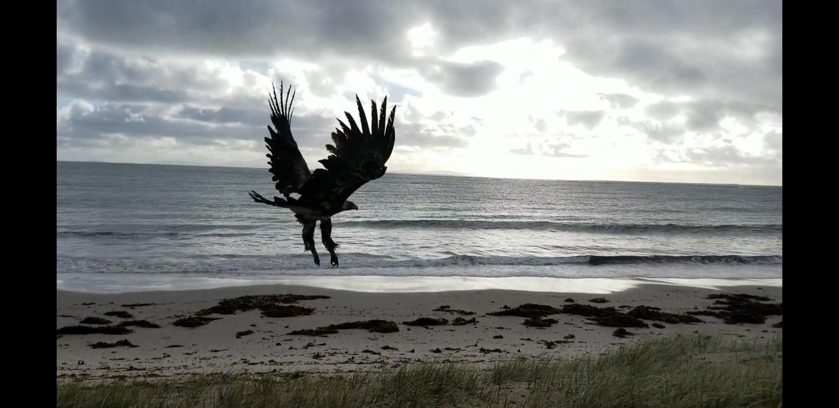 Wilfred the endangered Tasmanian #wedgetailedeagle showing off his feathery pantaloons! #birdswithpants