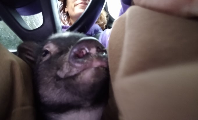 Never in my life heave I ever bonded with an animal like I have my piggy.. she is the absolute most amazing<a href="/tag/idontdrinkcoffee"class="tags"><span>#idontdrinkcoffee</span></a>