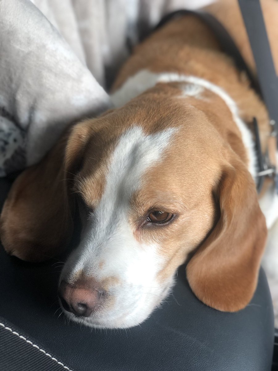 Chiliin on the way to doggy day care🐶