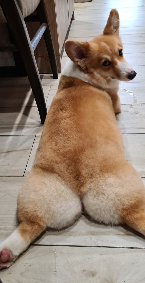 mrsunlawyer's tweet photo. "You're starting to be creepy, taking so many pics of my butt, Hooman."

        - - #AmberTheCorgi, probably

#dogs #dogsoftwitter #Corgi #fluffeh #corgibutt https://t.co/uiND5n6U7r