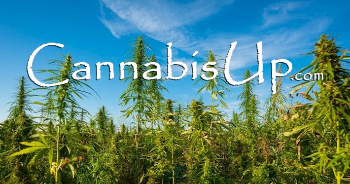 DomainSales123's tweet photo. Another Great Cannabis Domain For Sale at https://t.co/wnvdlCbWTx
Payment plan available

https://t.co/9rTkplgSbi https://t.co/a1MGHWkA6p