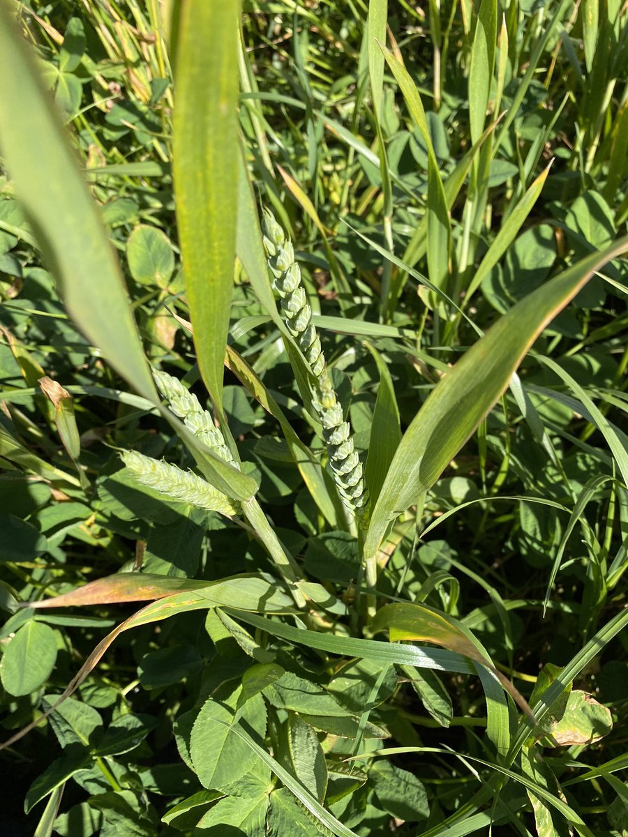 Got this in the mailbox today <a href="/LFelmingham/">Luke Felmingham</a>  225ha of clover/awnless wheat and ryegrass silage/ hay here. The job is all yours if you can sell it😜