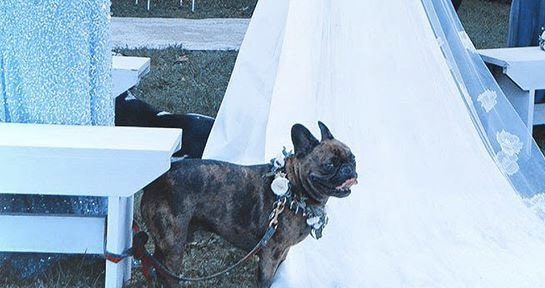 sadnesslem's tweet photo. Otis at her mother's wedding https://t.co/ikq3K2jJbl