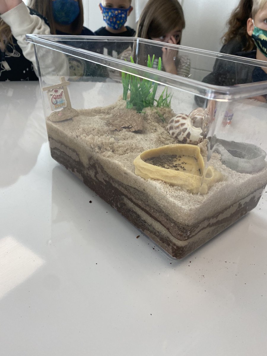 MissStein6's tweet photo. When you figure out one of your hermit crabs is molting you research.... and you find out that to keep it safe it needs to be in a seperate space! Inspired, designed, and created with these kiddos voice and choice during soft start this morning! @SoutheasternEl1 @DanielleChas1 https://t.co/0iybvsOB9c