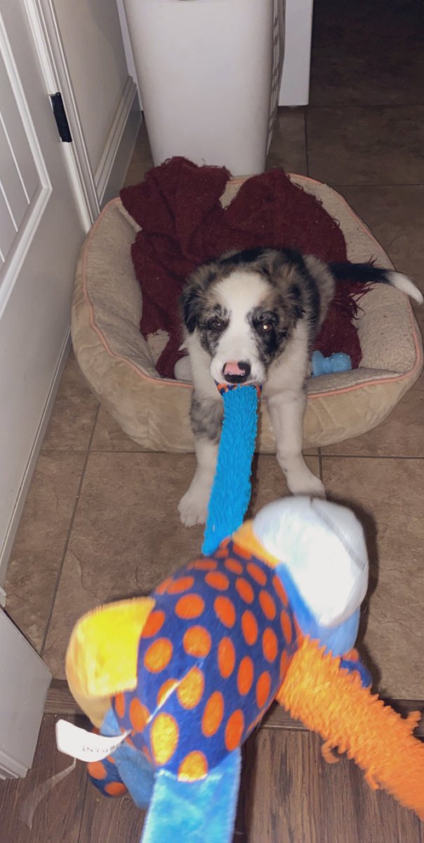 kassihunt's tweet photo. @PatrickBasile18, just thought I’d remind you that our dog is psychotic! He’s cute though 😬 #ripmonkey https://t.co/p0t3t34gaD