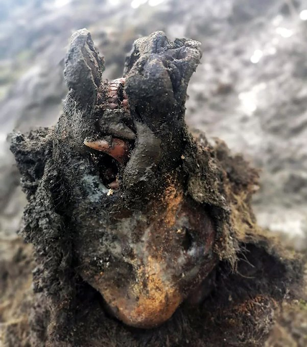 The permafrost finds are nothing new, but this latest find is incredible: perfectly preserved remains of an Ice Age cave bear have been discovered in the Russian Arctic