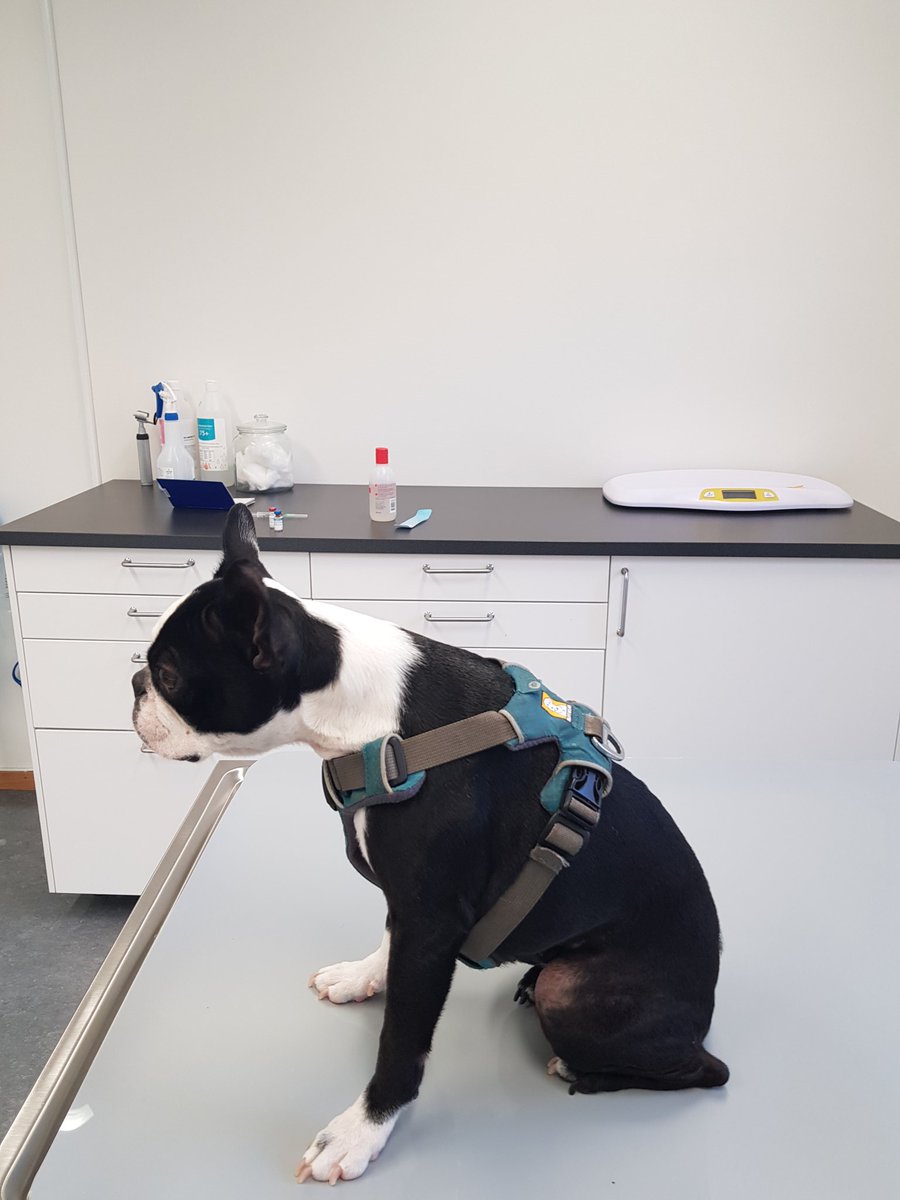 Per_Andreasson's tweet photo. Elsa at the vet... #thedailyelsa https://t.co/cAgjMJvMTO