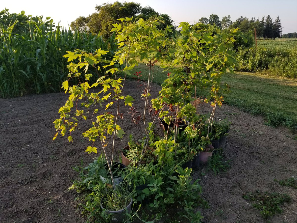 MarkC_289's tweet photo. Busy day today. Finally planted some of the Maples I have had in pots since digging them out of our flowerbeds; 8 of them, to be exact.
Dug the holes, wheeled dirt to compost area, & replaced with triple mix soil I had bought.
Have a few store muscles tonight.😉
#YardWorkOut https://t.co/IT8QmpxBdn