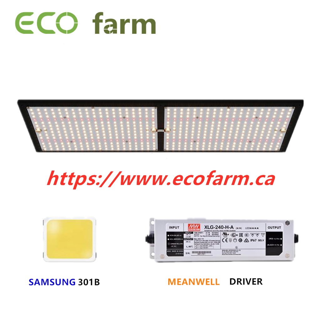 1677715527_2's tweet photo. ECO Farm 120W/240W/480W/720W Samsung 301B/301H Chips Quantum Board
Feedback from our customer in INS
Follow our account in INS is: ecofarm_offical
DM could see more details about our light
#quantumboard #ledlight #growlight #growyourown #growroom #hydropinics #indoorplanting https://t.co/t0y8O11Reb