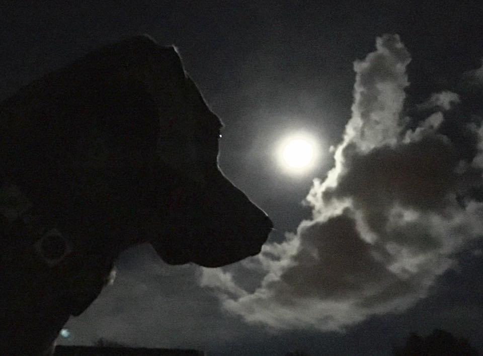 #TBT Mi perro y nuestra luna.
Cada vez que veo esta foto, me parece más linda. 
#NeverAlone #MessagesFromHeaven