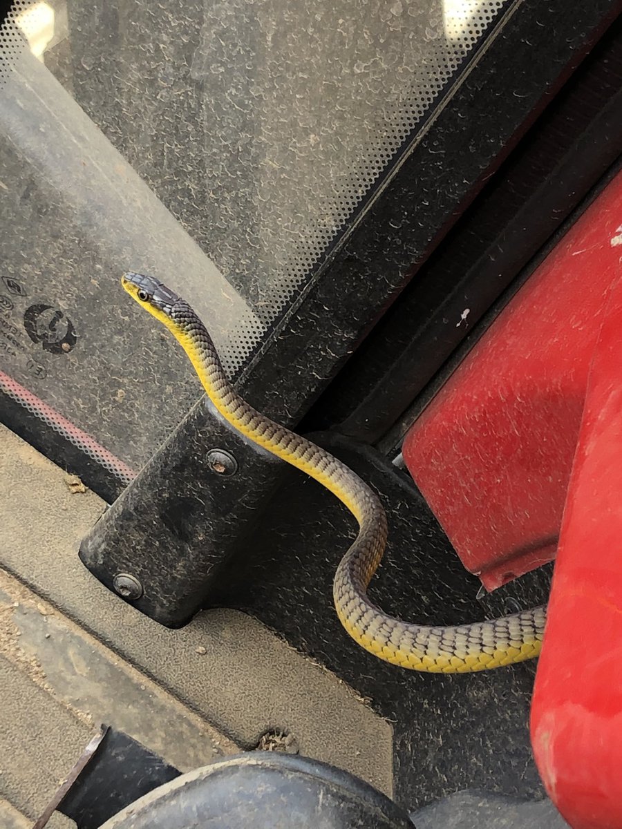 JacCoffey's tweet photo. Well that was unexpected 🐍👀 https://t.co/kFXqmPqIhS
