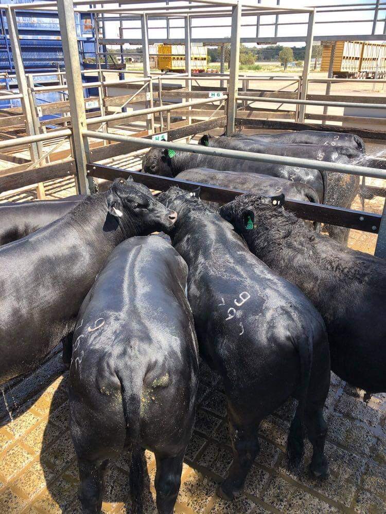 Pathfinder Angus tweet media