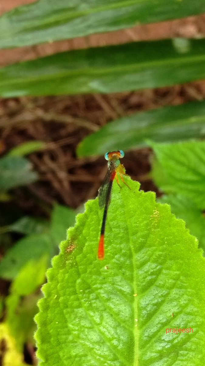 ManjeriPrajeesh's tweet image. Good morning....