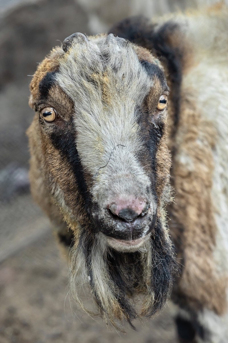 ifawglobal's tweet image. Our team rescued three goats that were trapped in a fenced area on a property that was destroyed by the #NorthComplexFire. Escaping with singed fur, it’s incredible that they survived the intensity of the fire. The goats are now recovering safely at a shelter for large animals.