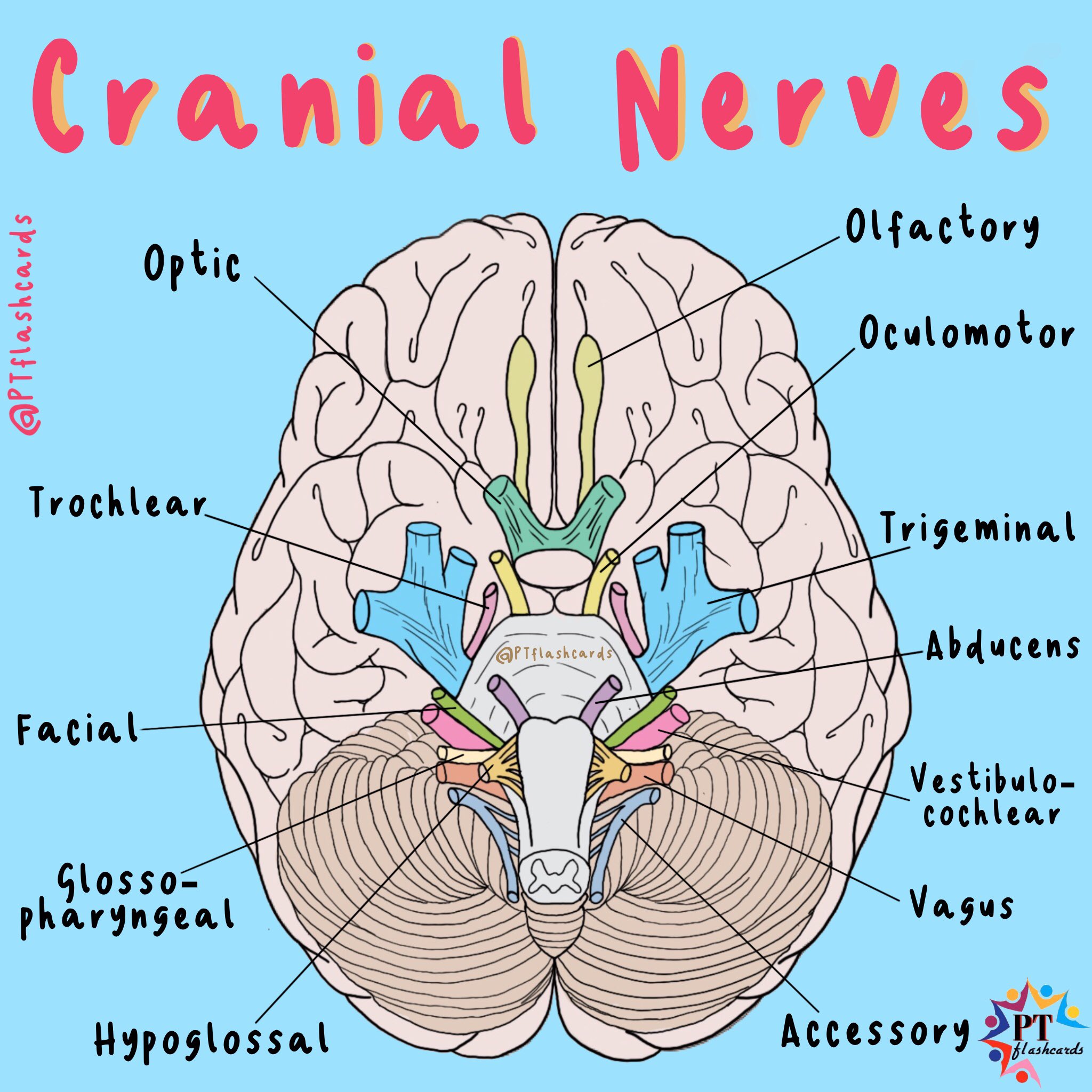 Cranial Nerves Location