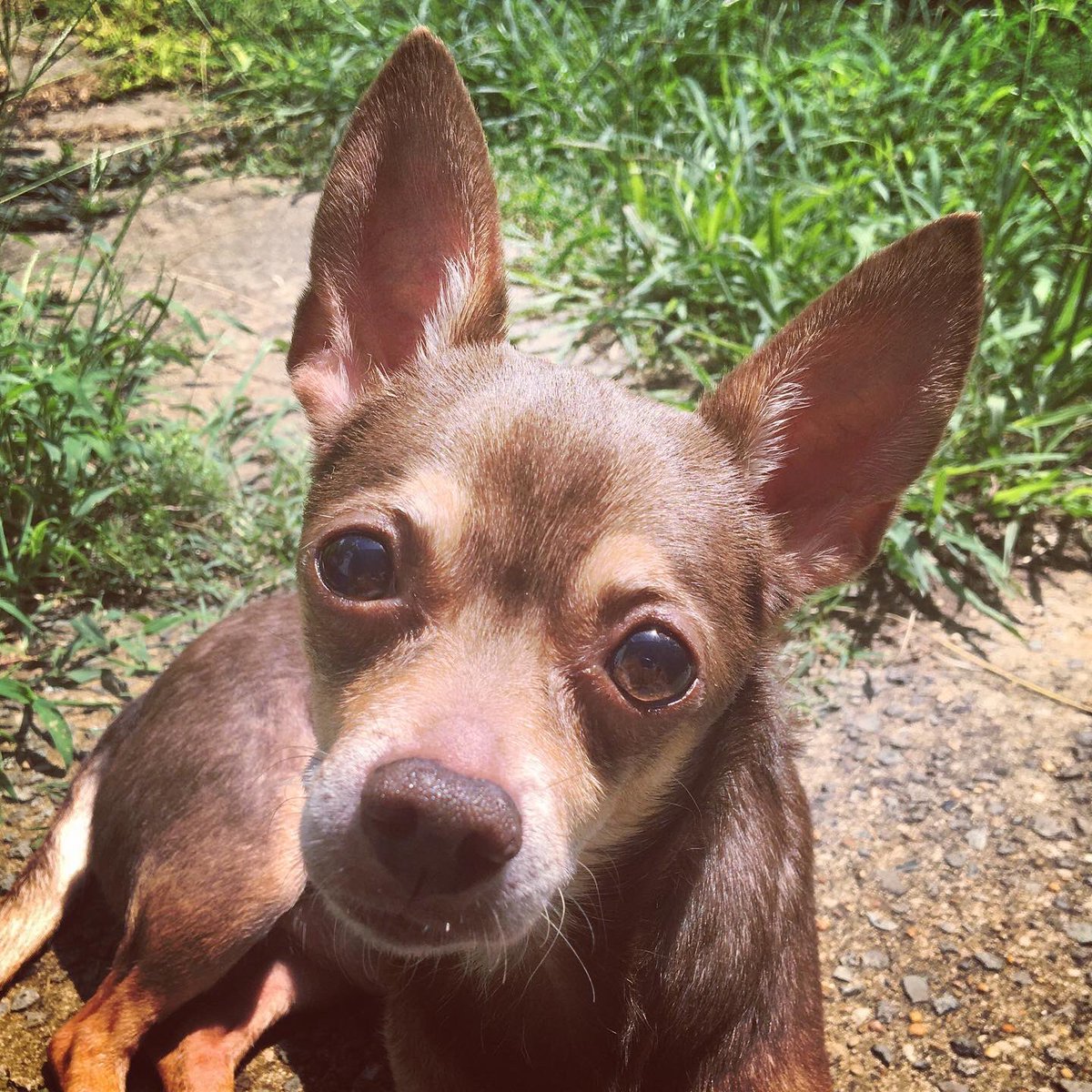 cryptidcoley's tweet photo. @Addison_Peacock Current foster pupper. An elderly chihuahua named Pepper. https://t.co/NfD533p2W9