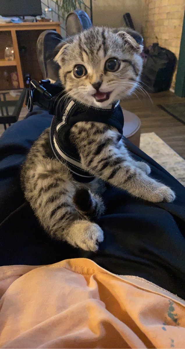 My bffs got a kitty and are now “harness training” it. Here is a picture.