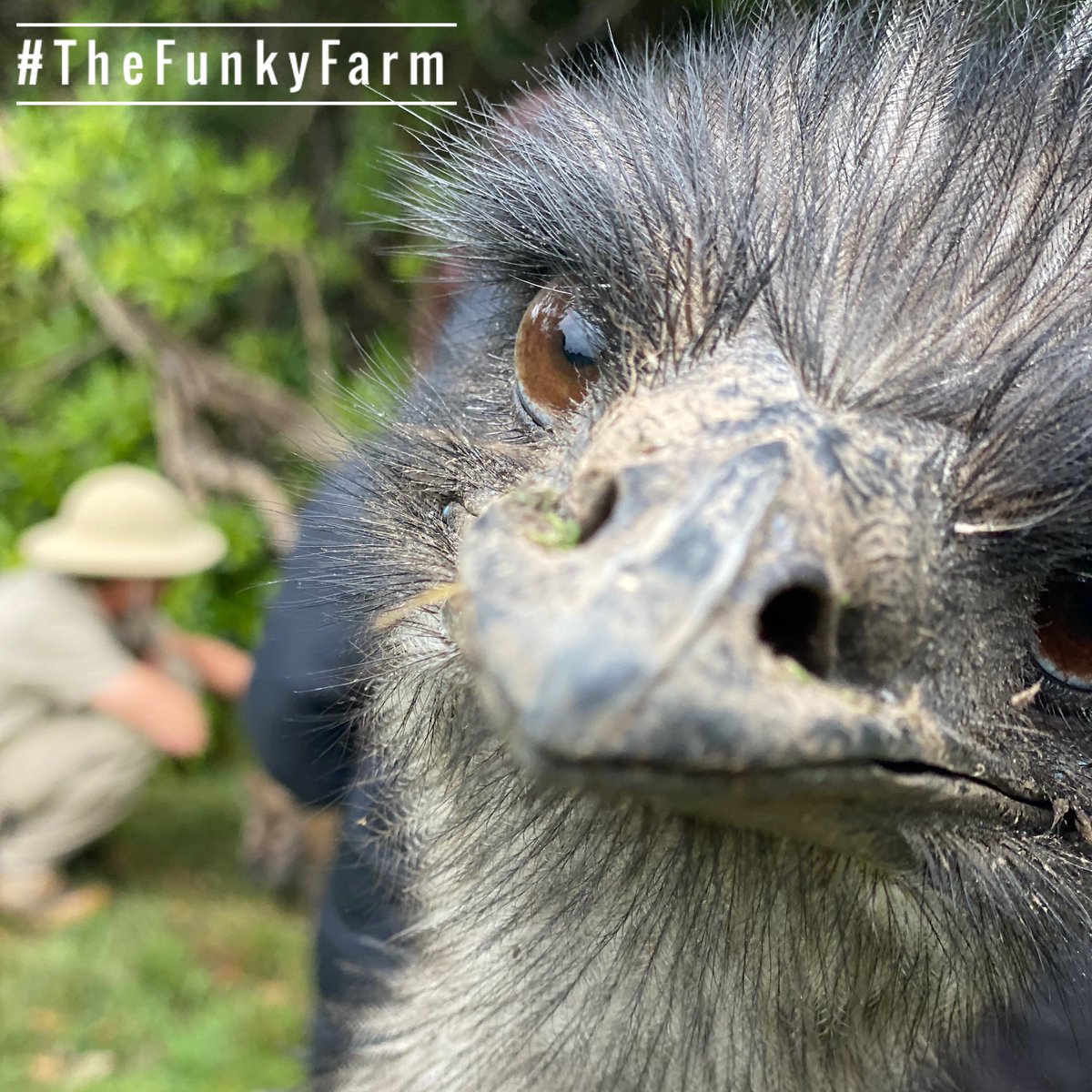 cdsymons's tweet photo. Pic of the day ๐ธ
The online zoo experience
.
.
.
.
#emu #onlinelearning #zoom #skype #webex #makethemostofeveryday #lifeisstillgood #thefunkyfarm #education #learningfromhome #tyrone #teachers #schools #kindergarten #oneonone https://t.co/CT6gX6ogCR